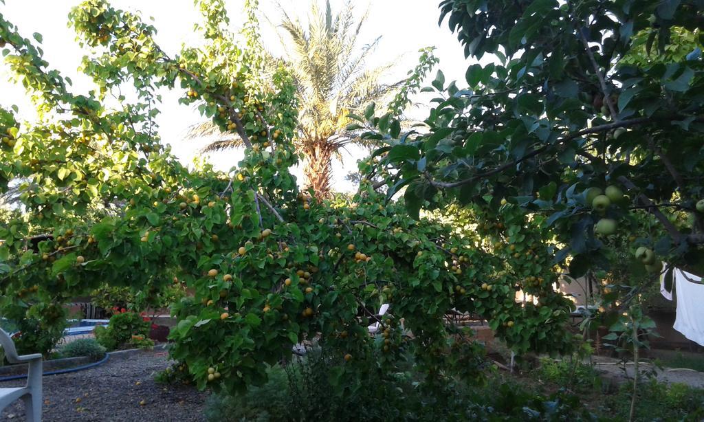 Bassatine Skoura Bed & Breakfast Exterior foto